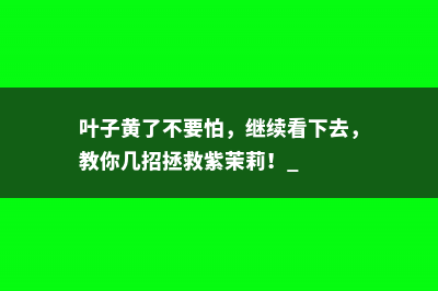 叶子黄了不要怕，继续看下去，教你几招拯救紫茉莉！ 