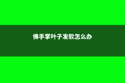 九里香叶子发黄怎么办 (九里香叶子发黄怎么办)