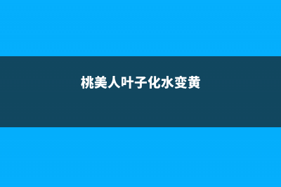 桃美人叶子长黑斑怎么办 (桃美人叶子化水变黄)