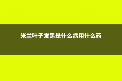 米兰叶子发黑怎么办 (米兰叶子发黑是什么病用什么药)