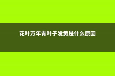 花叶万年青叶子发软怎么办 (花叶万年青叶子发黄是什么原因)