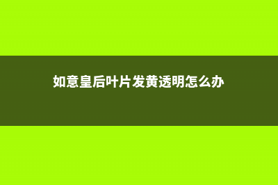 如意皇后叶片发黄怎么办 (如意皇后叶片发黄透明怎么办)