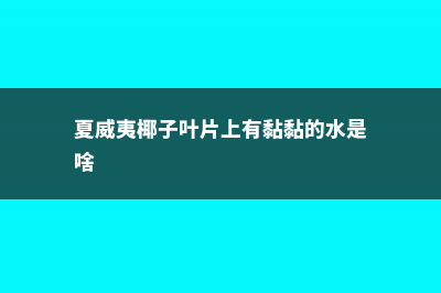 夏威夷椰子叶片发黄怎么办 (夏威夷椰子叶片上有黏黏的水是啥)