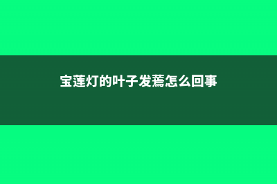 宝莲灯的叶子发黄怎么办 (宝莲灯的叶子发蔫怎么回事)