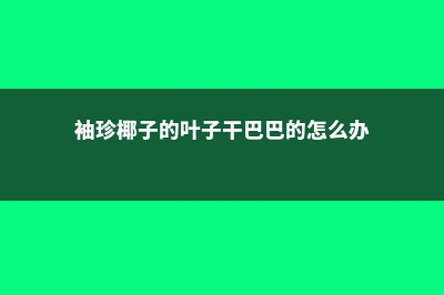 袖珍椰子的叶子干枯怎么办 (袖珍椰子的叶子干巴巴的怎么办)