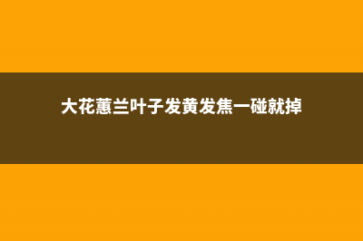 大花蕙兰叶芯发黄怎么办 (大花蕙兰叶子发黄发焦一碰就掉)