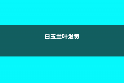 白玉兰叶枯黄怎么办 (白玉兰叶发黄)