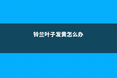 叶子发黄怎么办？这么一治绿得能滴油！ (铃兰叶子发黄怎么办)