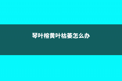 琴叶榕黄叶枯萎怎么办 (琴叶榕黄叶枯萎怎么办)