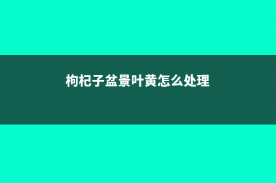 枸杞子盆景叶黄落叶怎么办 (枸杞子盆景叶黄怎么处理)