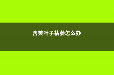 含笑叶子枯萎，用这几招效果超好！ (含笑叶子枯萎怎么办)