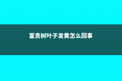 富贵树叶子发黄怎么办 (富贵树叶子发黄怎么回事)