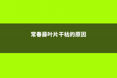 常春藤叶片干枯怎么办 (常春藤叶片干枯的原因)