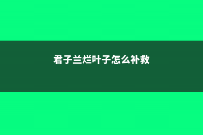 君子兰烂叶子怎么办 (君子兰烂叶子怎么补救)