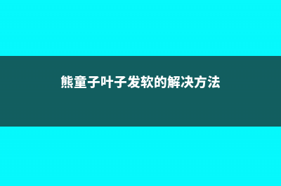 熊童子叶子发软怎么办 (熊童子叶子发软的解决方法)