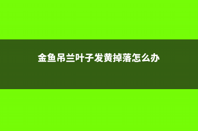 金鱼吊兰掉叶子怎么办 (金鱼吊兰叶子发黄掉落怎么办)