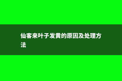 仙客来叶子发黄具体分析 (仙客来叶子发黄的原因及处理方法)