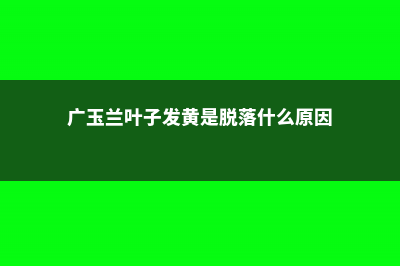 广玉兰叶子发黄怎么办 (广玉兰叶子发黄是脱落什么原因)