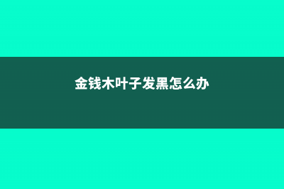 金钱木叶子发黑怎么办 (金钱木叶子发黑怎么办)