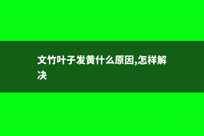 文竹叶子老发黄？咔咔几下，再也没黄过 (文竹叶子发黄什么原因,怎样解决)