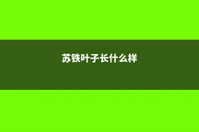 苏铁叶子长太长怎么办 (苏铁叶子长什么样)