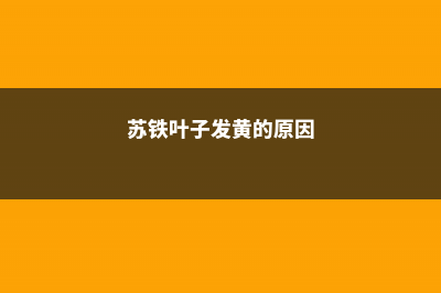 苏铁叶子发黄的原因以及解决方法 (苏铁叶子发黄的原因)