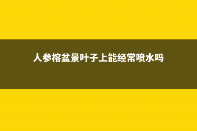 水培人参榕叶子发黄怎么办 (人参榕盆景叶子上能经常喷水吗)