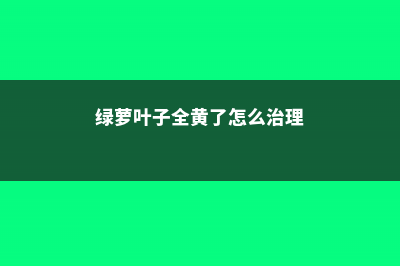 绿萝叶子全黄了？找准原因，一次见效 (绿萝叶子全黄了怎么治理)