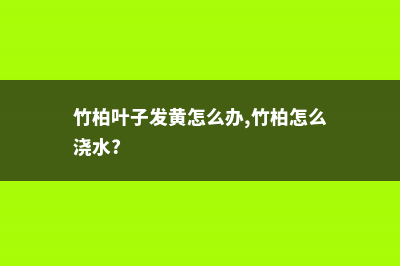 竹柏叶子发黄怎么办 (竹柏叶子发黄怎么办,竹柏怎么浇水?)