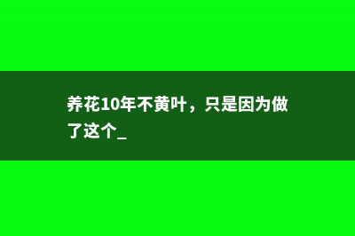 养花10年不黄叶，只是因为做了这个 