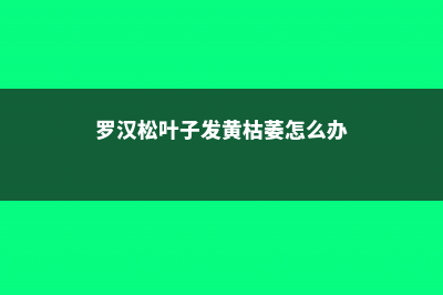 罗汉松叶子发黄怎么办 (罗汉松叶子发黄枯萎怎么办)