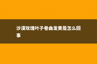 沙漠玫瑰叶子卷曲怎么办 (沙漠玫瑰叶子卷曲发黄是怎么回事)