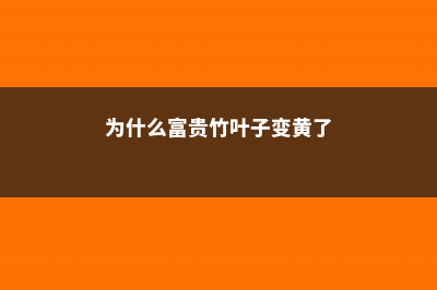 为什么富贵竹叶尖发黄 (为什么富贵竹叶子变黄了)