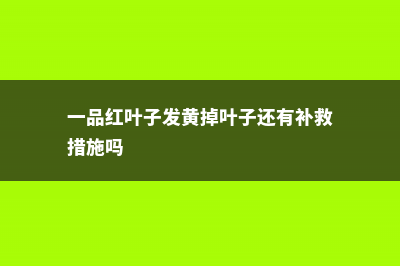 一品红叶子发黄怎么办 (一品红叶子发黄掉叶子还有补救措施吗)