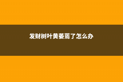 发财树叶黄萎蔫还下垂……一分钟教你解决 (发财树叶黄萎蔫了怎么办)