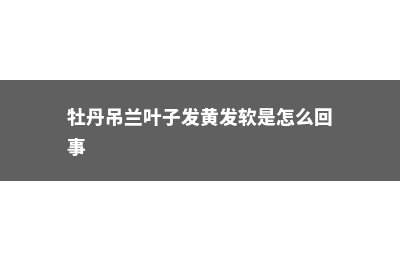 牡丹吊兰叶子发软怎么回事 (牡丹吊兰叶子发黄发软是怎么回事)