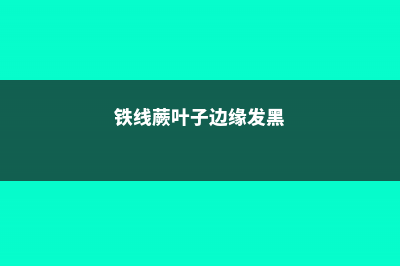 鸟巢蕨叶子发黄怎么处理 (鸟巢蕨叶子发黄是怎么回事)