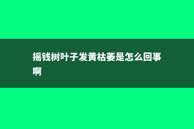 摇钱树叶子发黄怎么办 (摇钱树叶子发黄枯萎是怎么回事啊)