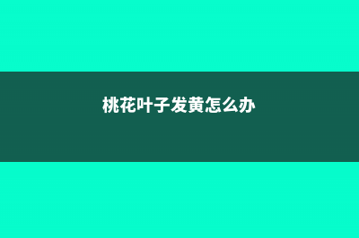 桃花叶子发黄怎么回事 (桃花叶子发黄怎么办)