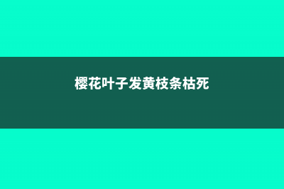 樱花叶子发黄怎么办 (樱花叶子发黄枝条枯死)