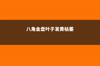 八角金盘叶子发黄怎么回事 (八角金盘叶子发黄枯萎)