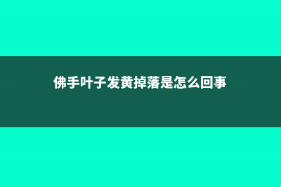 佛手叶子发黄、掉叶子是怎么回事 (佛手叶子发黄掉落是怎么回事)