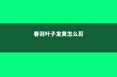 春羽叶子发黄怎么办 (春羽叶子发黄怎么剪)