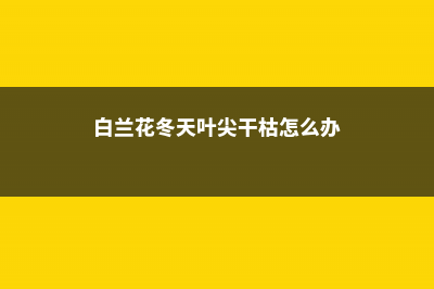 白兰冬季叶黄怎么办 (白兰花冬天叶尖干枯怎么办)