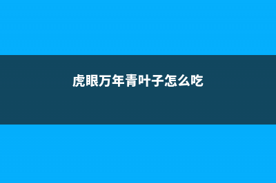 虎眼万年青叶子发黄怎么回事 (虎眼万年青叶子怎么吃)