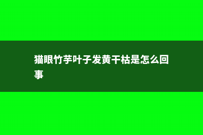 猫眼竹芋叶子发黄怎么办 (猫眼竹芋叶子发黄干枯是怎么回事)