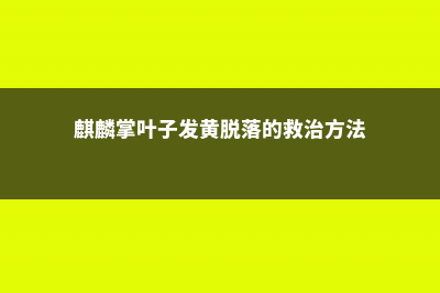 麒麟掌叶子发黄怎么办 (麒麟掌叶子发黄脱落的救治方法)