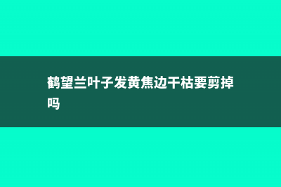 鹤望兰叶子发黄开裂怎么办 (鹤望兰叶子发黄焦边干枯要剪掉吗)