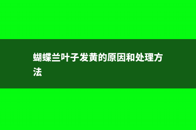 蝴蝶兰叶子发黄是什么原因 (蝴蝶兰叶子发黄的原因和处理方法)