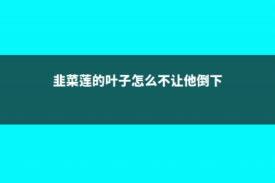 韭菜莲叶子枯黄怎么办 (韭菜莲的叶子怎么不让他倒下)